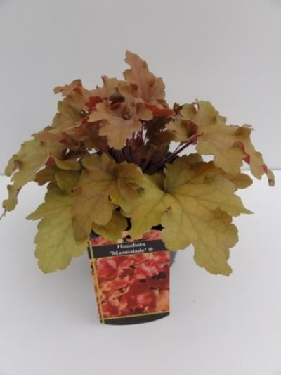 Heuchera'Marmalade'- pot 2L afbeelding