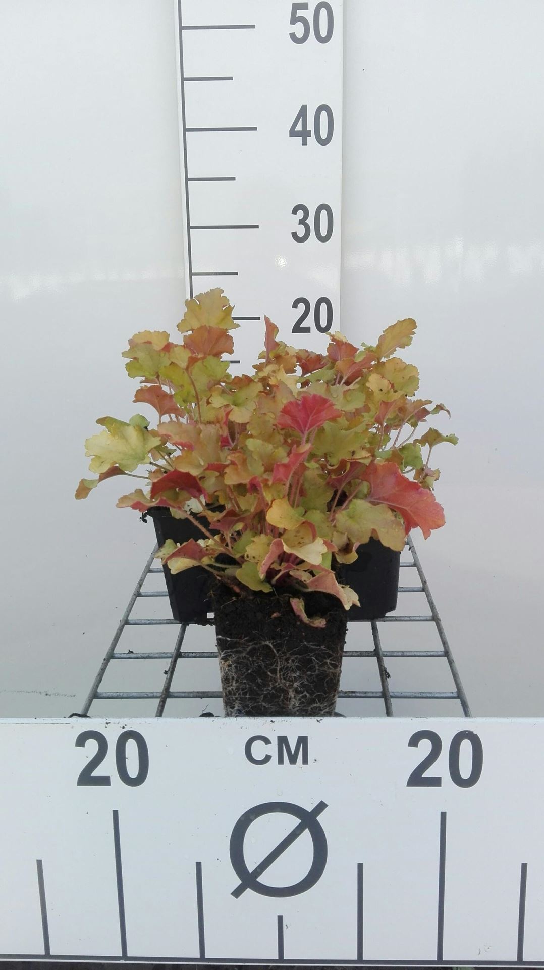 Heuchera'Marmalade'- pot 9x9 cm afbeelding