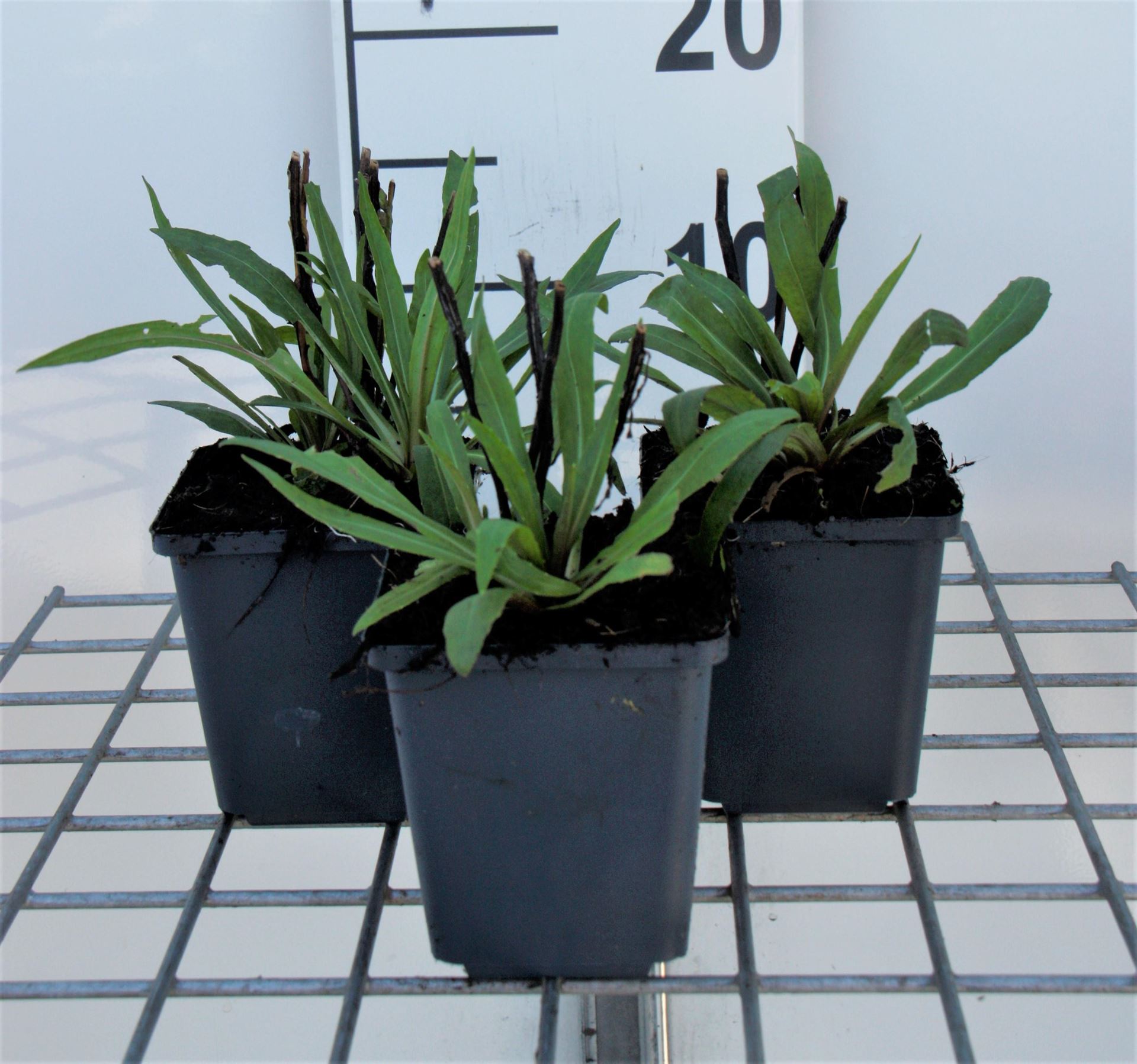 Helenium'Moerheim Beauty'- pot 9x9 cm - Zonnekruid afbeelding
