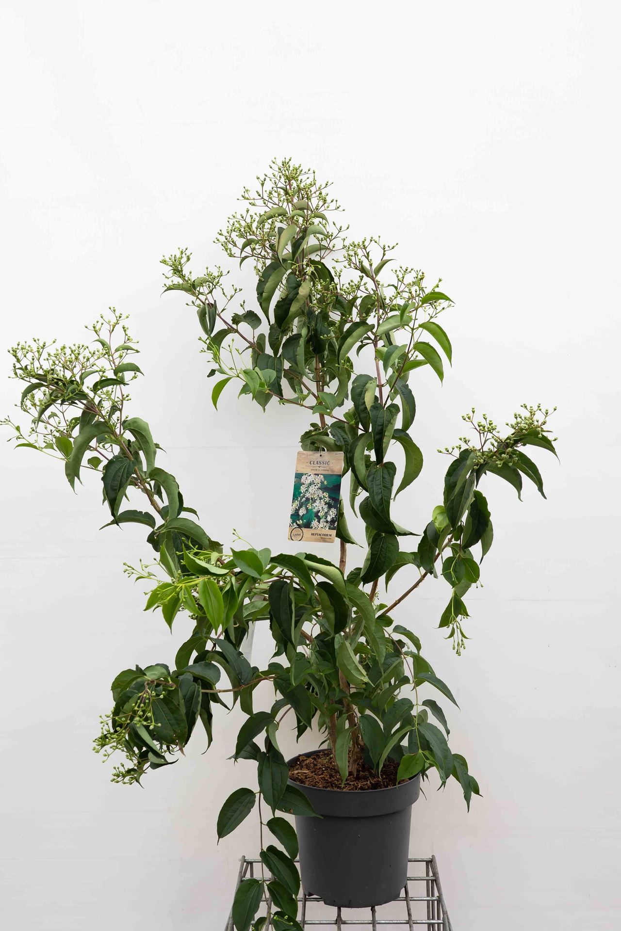 Heptacodium miconioides - pot 12L - 100-125 cm afbeelding