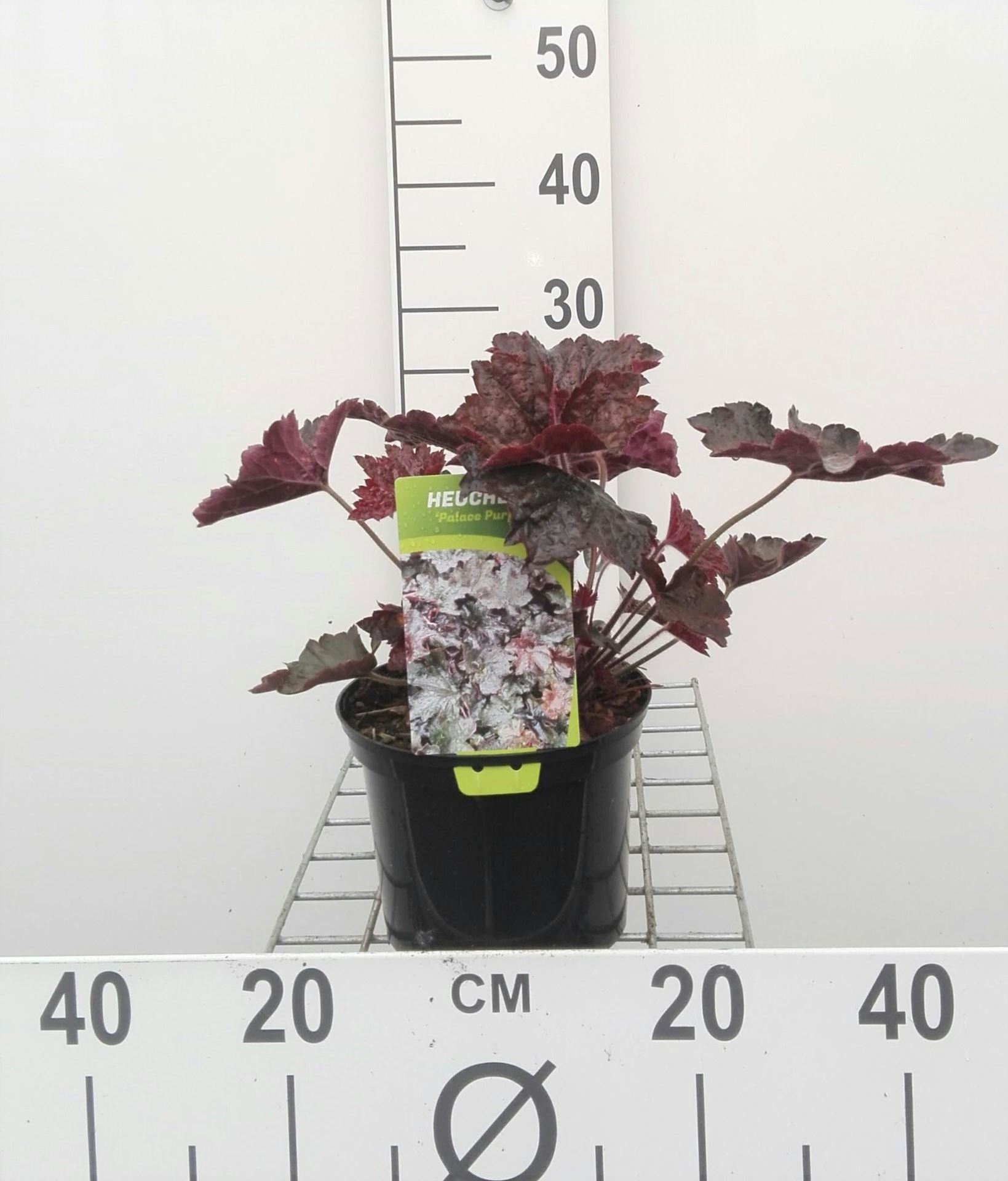 Heuchera micrantha'Palace Purple'- pot 2L - afbeelding