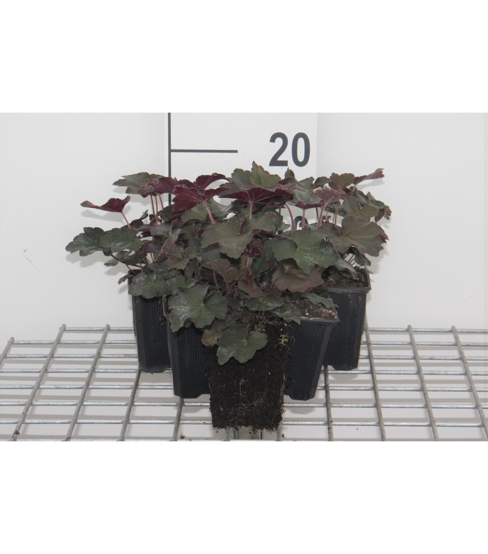 Heuchera micrantha'Palace Purple'- pot 9x9 cm - Purperklokje afbeelding