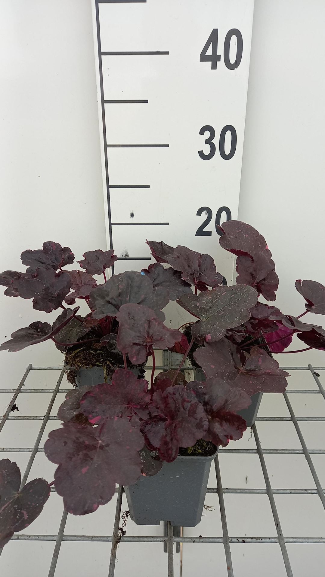 Heuchera'Midnight Rose'- pot 9x9 cm afbeelding