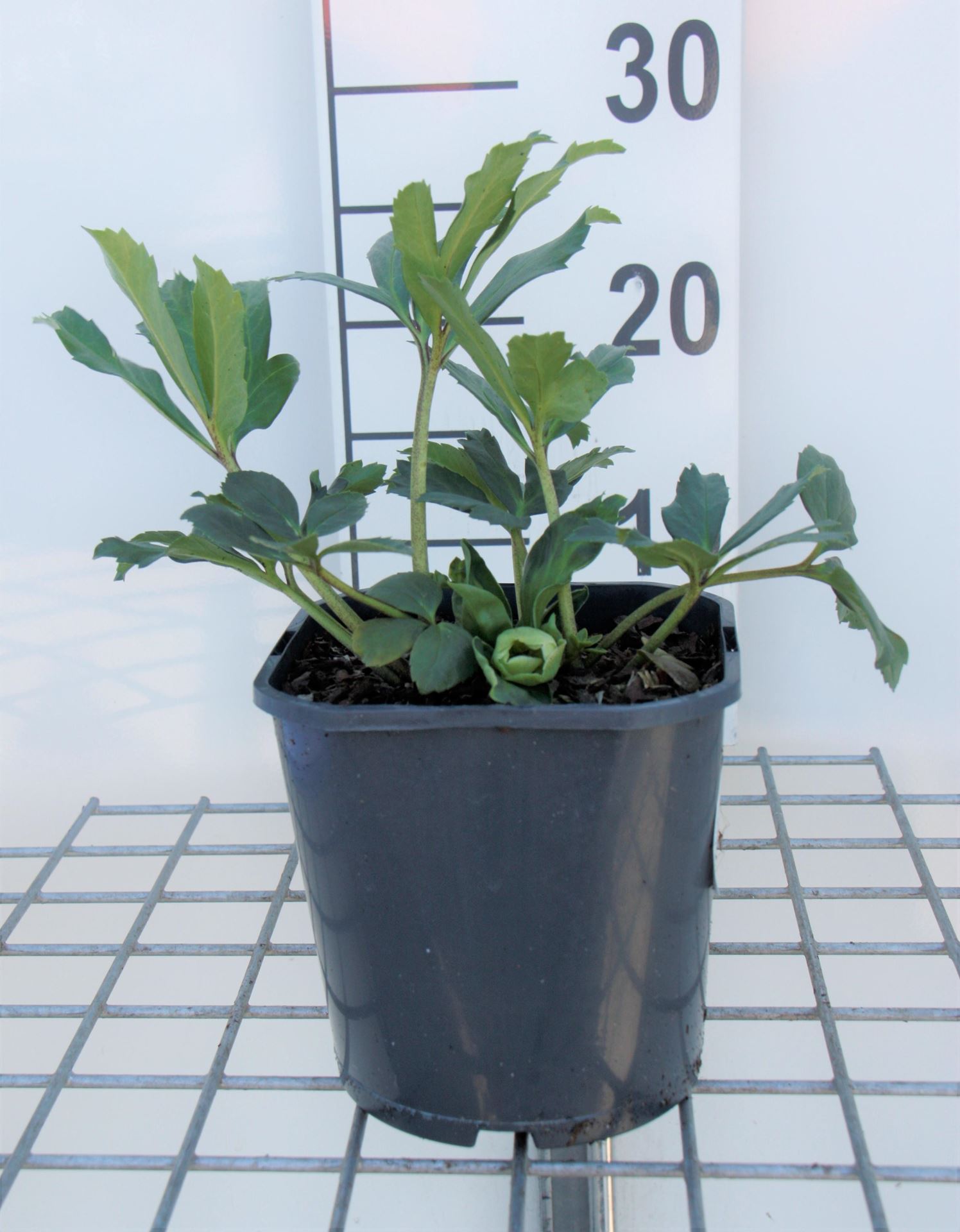 Helleborus niger - pot 2L afbeelding