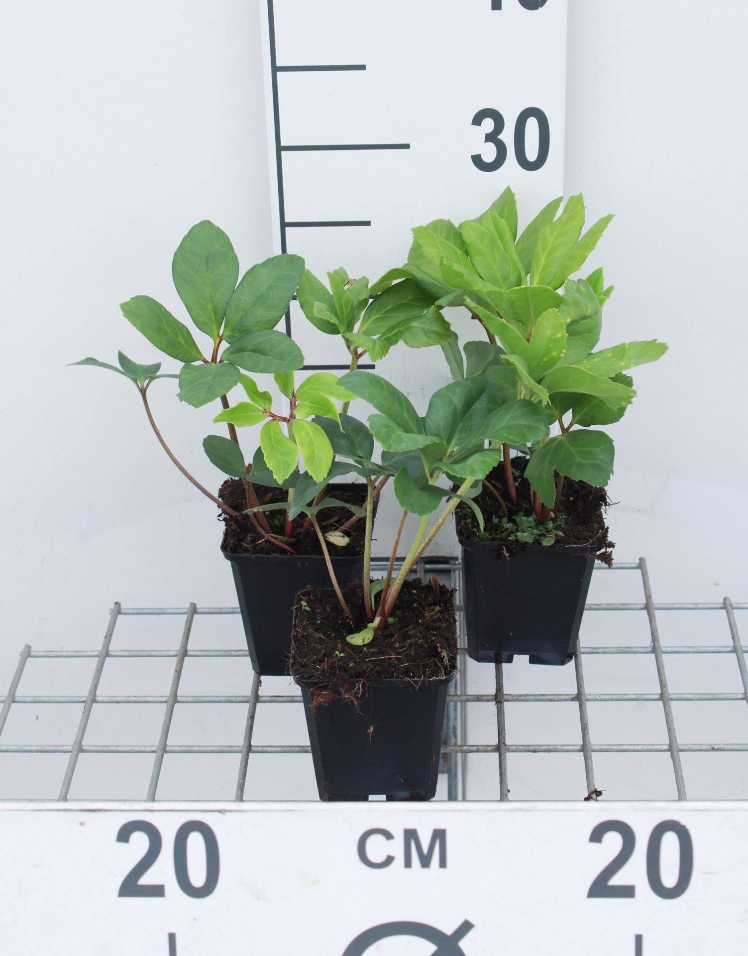 Helleborus niger - pot 9x9 cm - Kerstroos afbeelding
