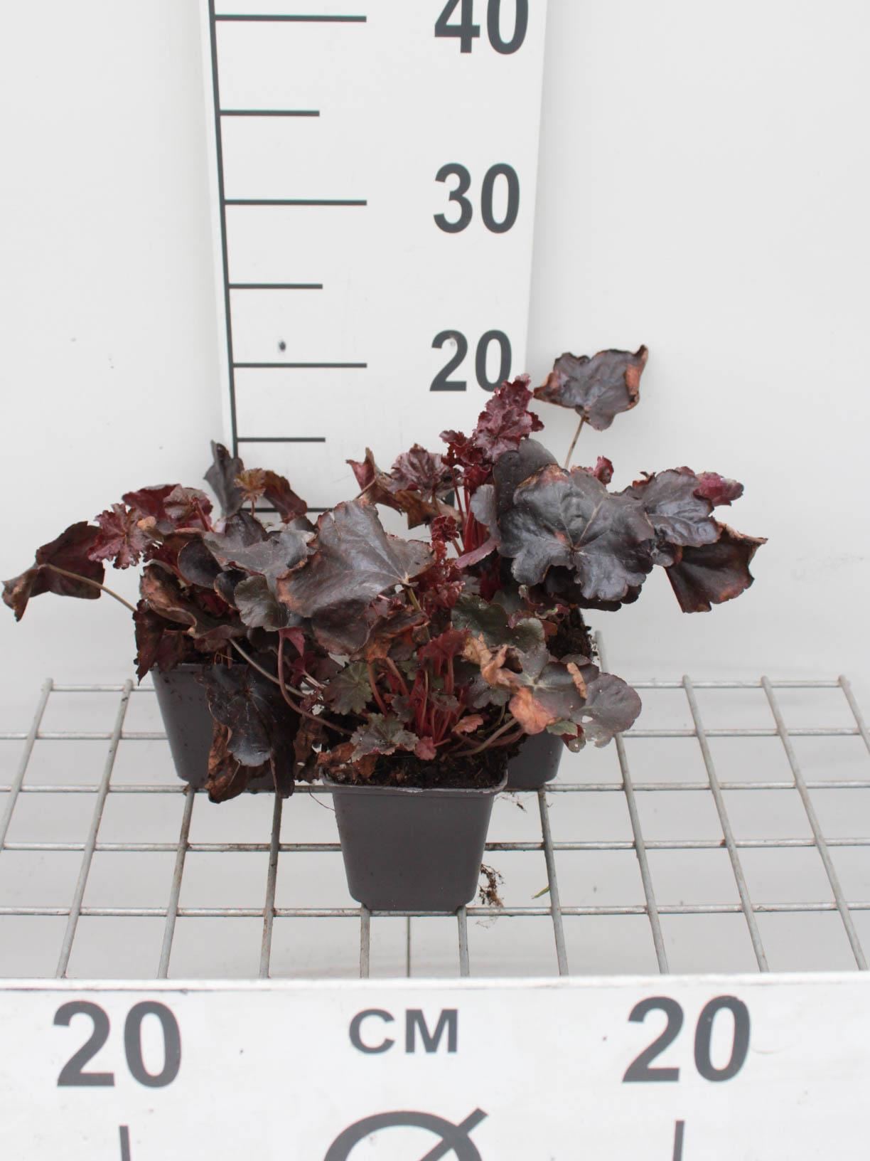 Heuchera'Obsidian'- pot 9x9 cm afbeelding