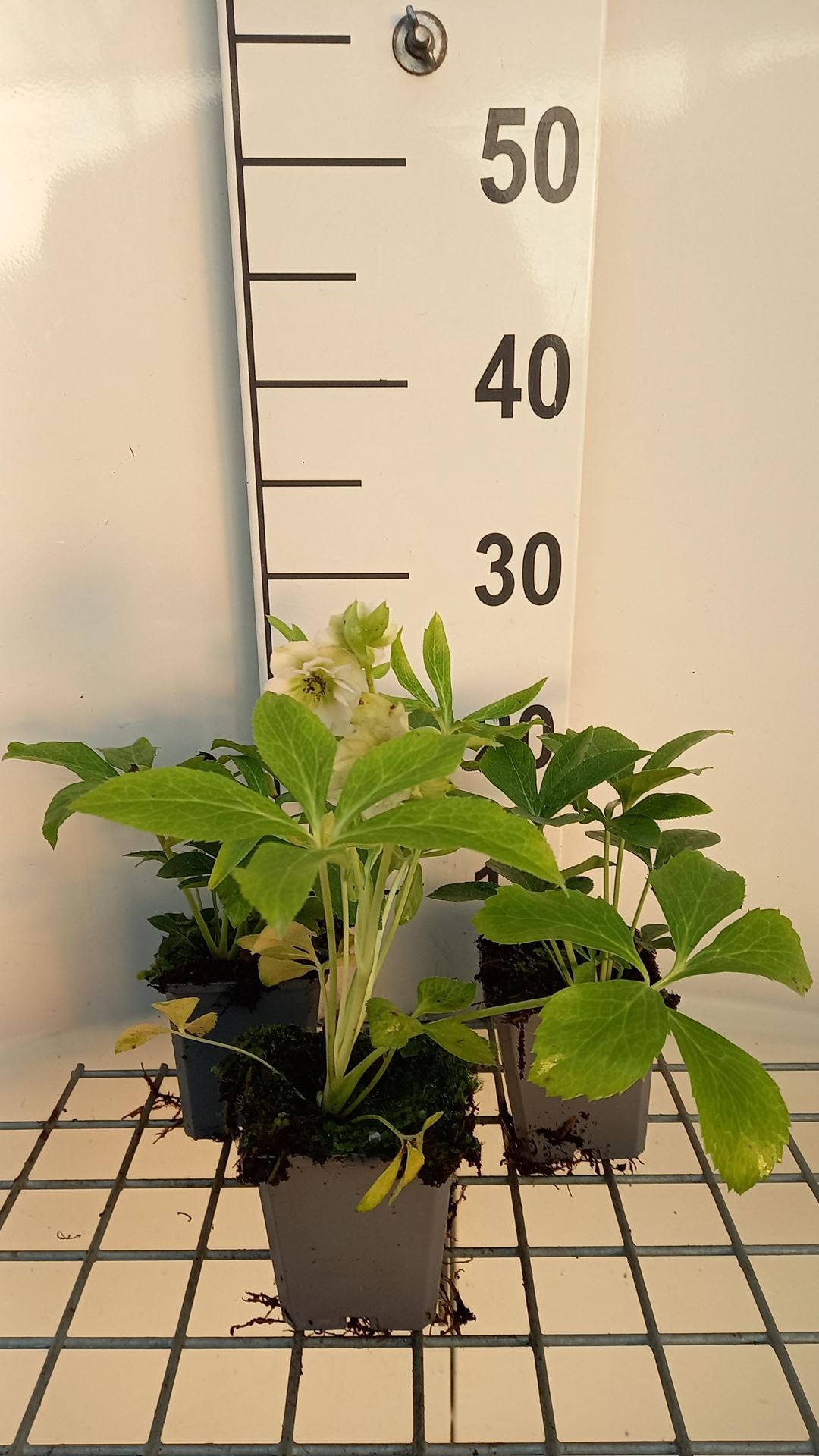 Helleborus orientalis'Double Ellen Picotee'- Nieskruid - pot 9x9 cm - Oosters nieskruid / Lenteroos afbeelding