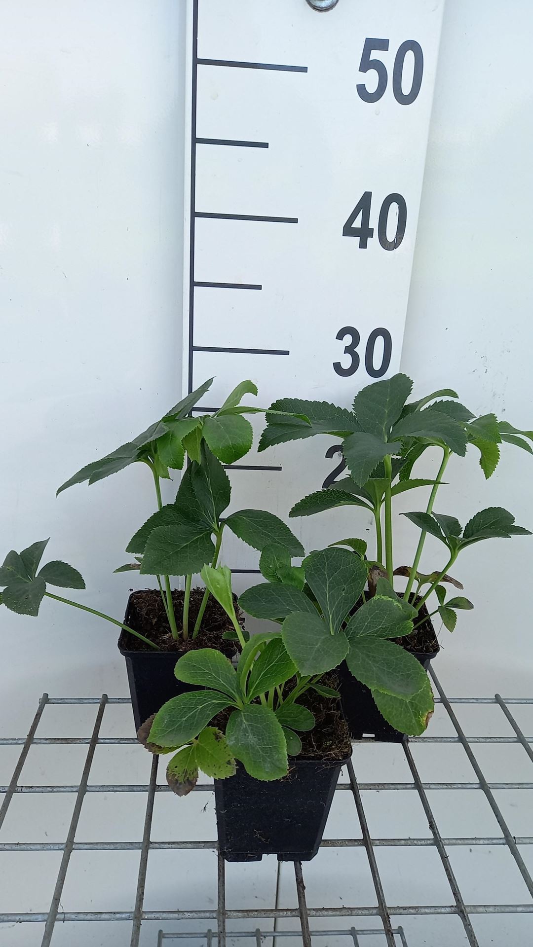 Helleborus orientalis Red Hybrids - pot 9x9 cm