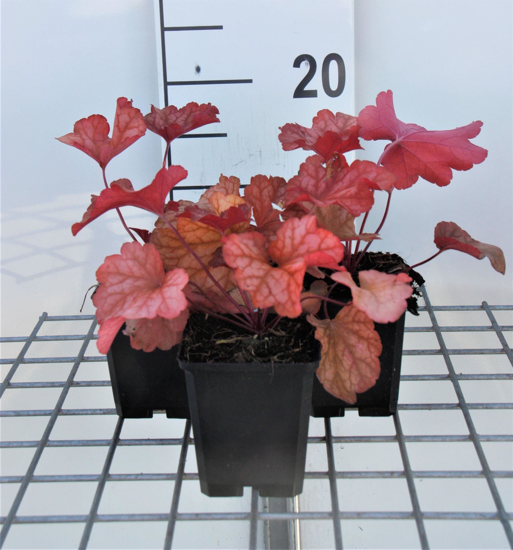 Heuchera 'Paprika' - pot 9x9 cm