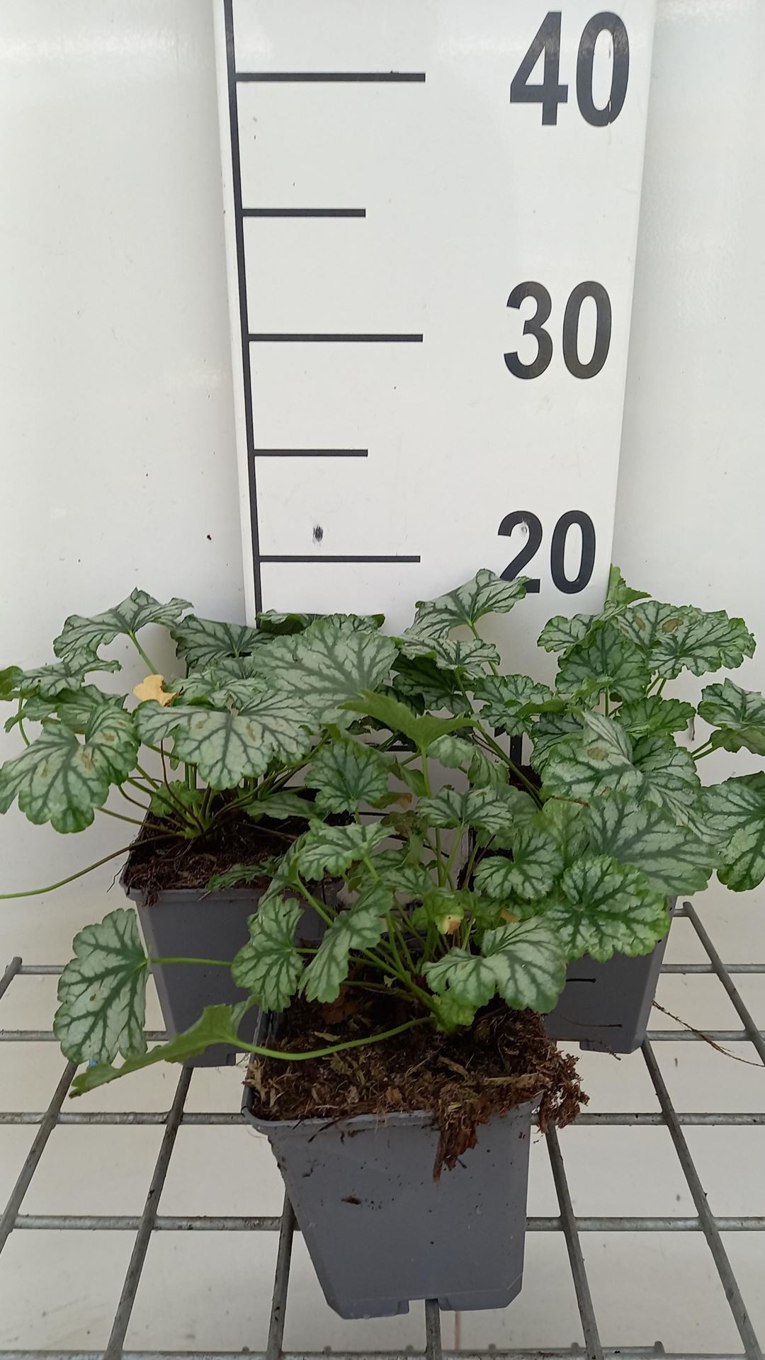 Heuchera'Paris'- pot 9x9 cm - Griekse malva / Prairiemalva afbeelding