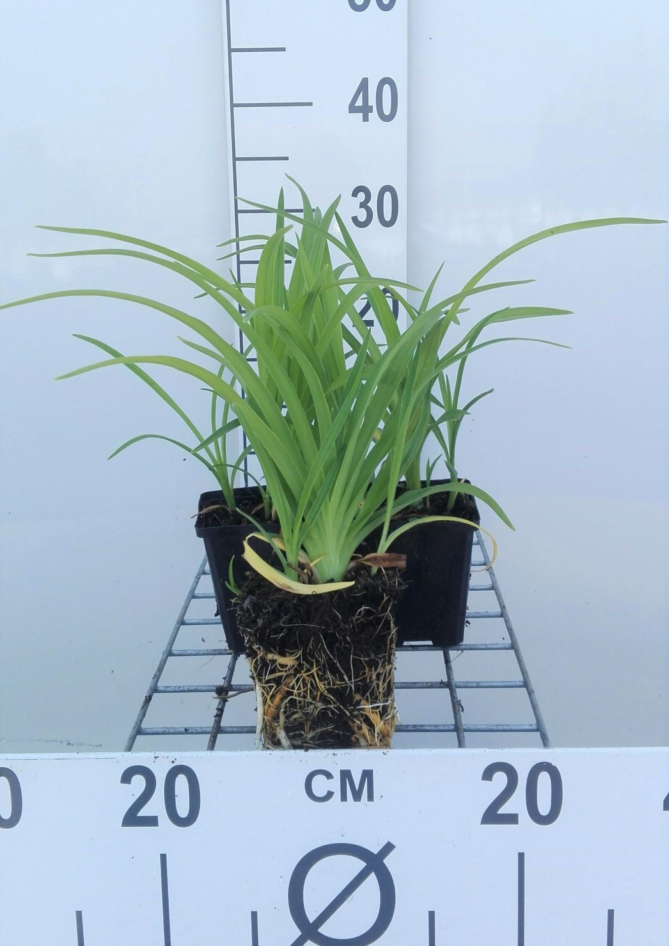 Hemerocallis'Pink Damask'- pot 9x9 cm afbeelding