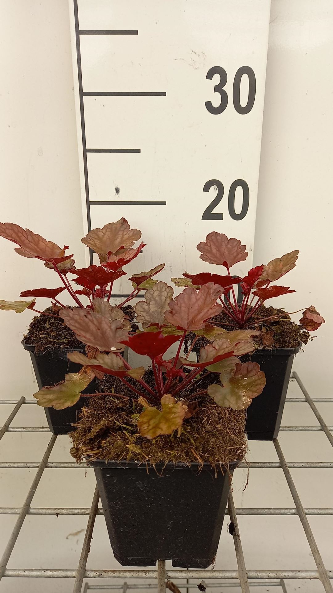 Heuchera'Peach Flambé'- pot 9x9 cm afbeelding