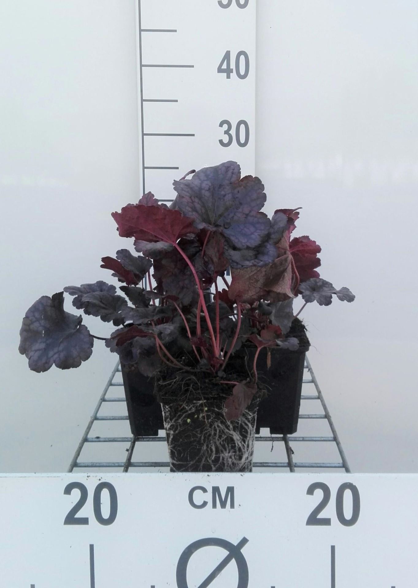 Heuchera'Plum Pudding'- pot 9x9 cm afbeelding