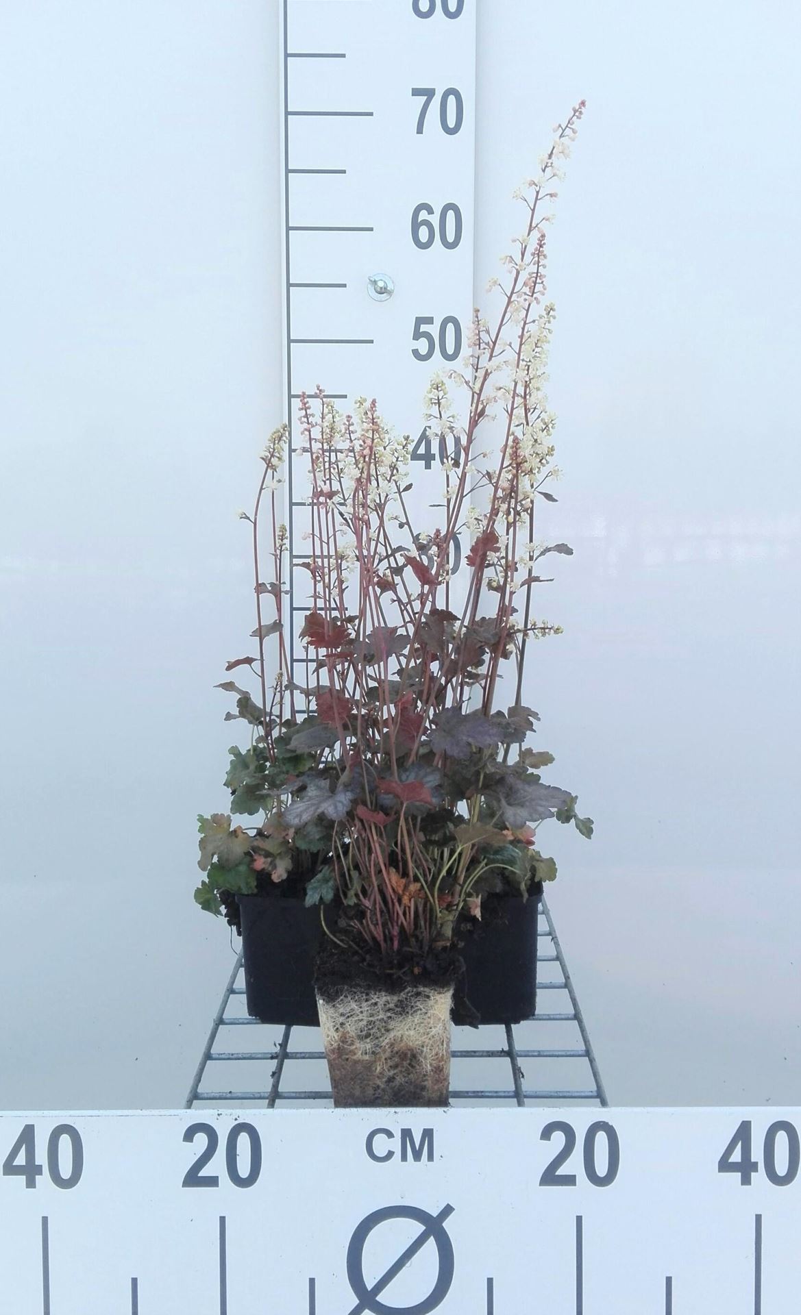 x Heucherella'Quicksilver'- pot 9x9 cm afbeelding