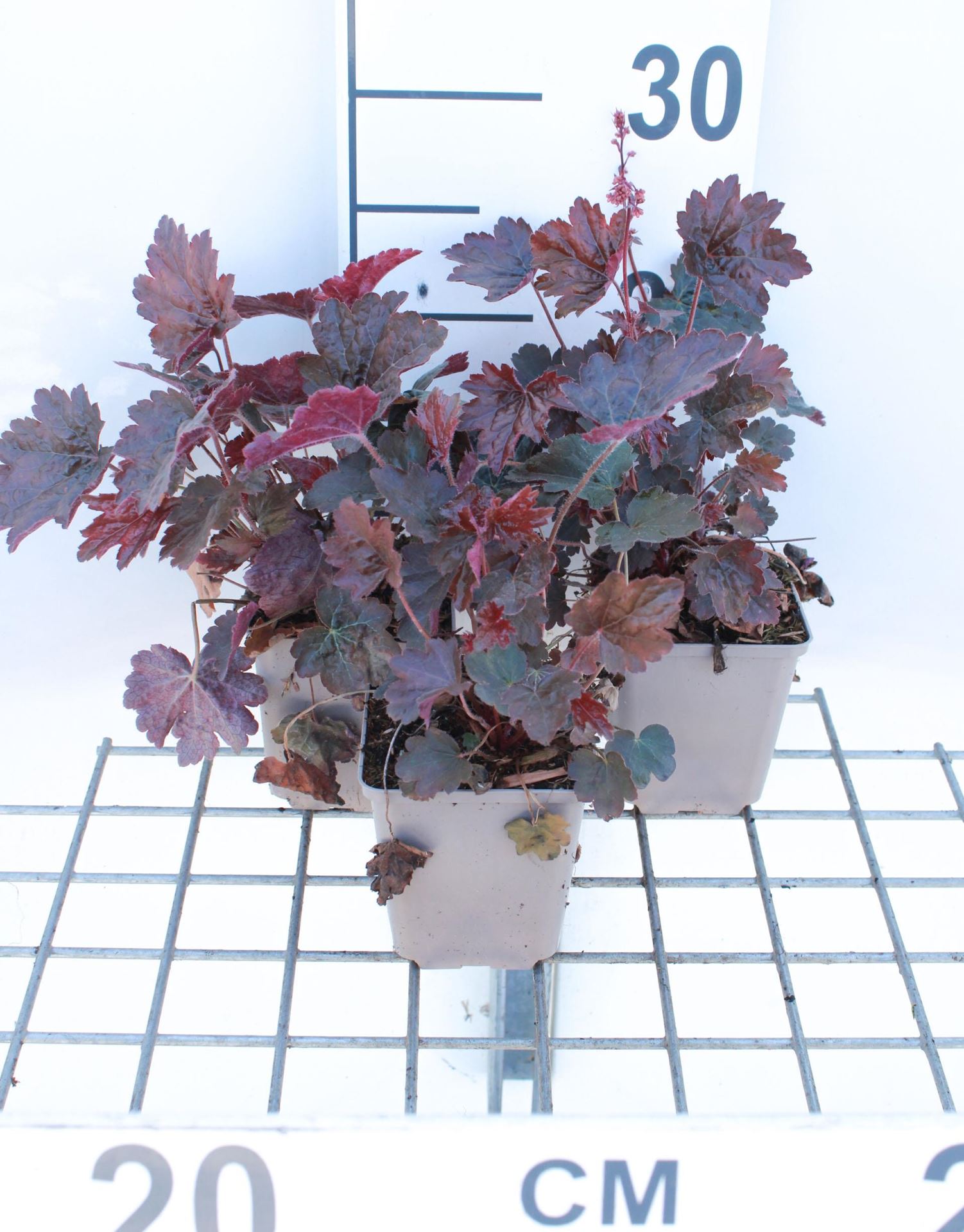 Heuchera 'Rachel' - pot 9x9 cm