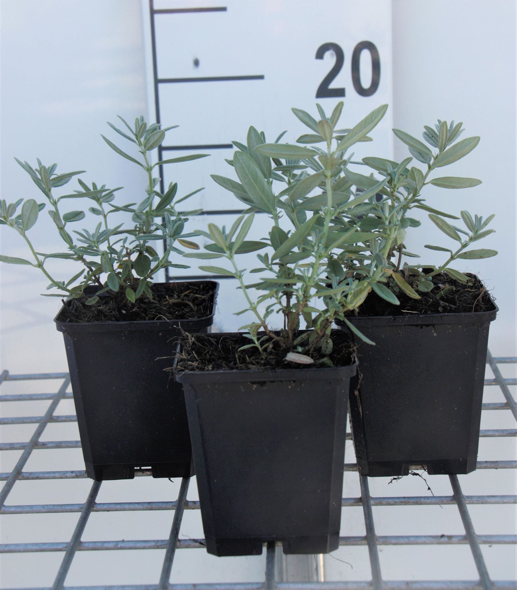 Helianthemum'Raspberry Ripple'- pot 9x9 cm afbeelding
