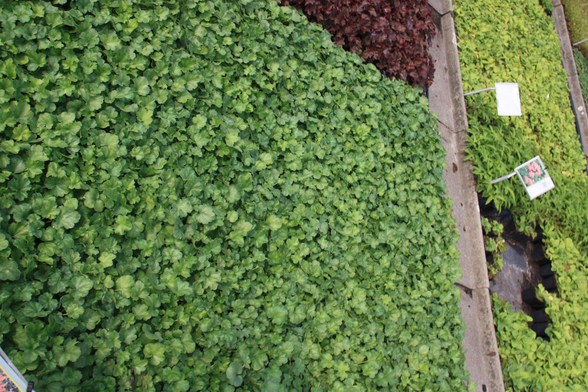Heuchera sanguinea Bressingham Hybrids - pot 9x9 cm - Zwanenbloem afbeelding