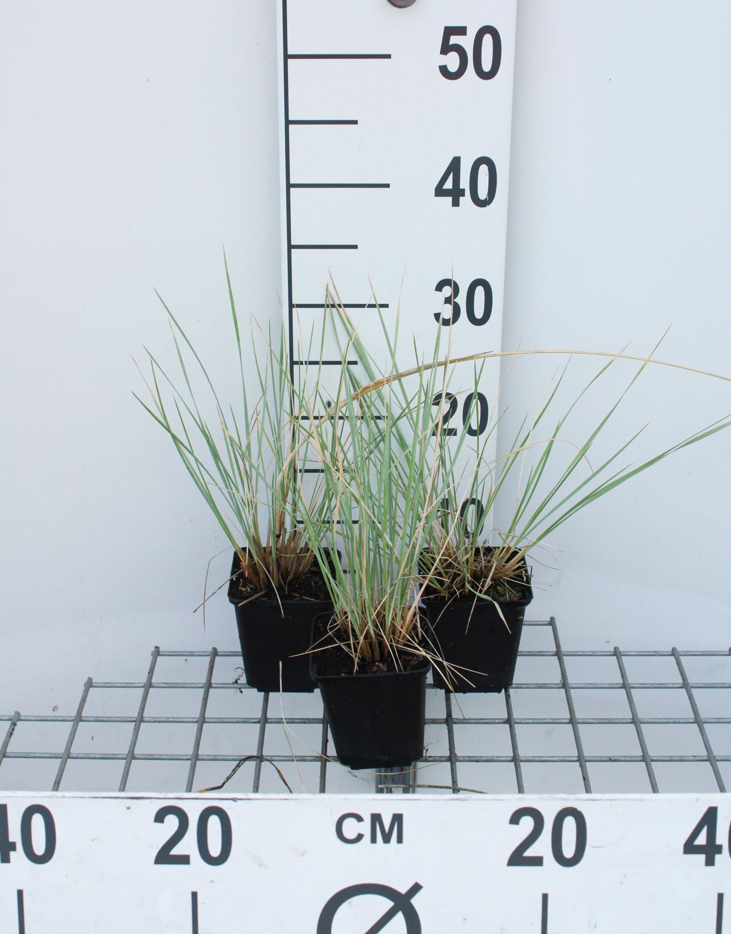 Helictotrichon sempervirens - pot 9x9 cm afbeelding