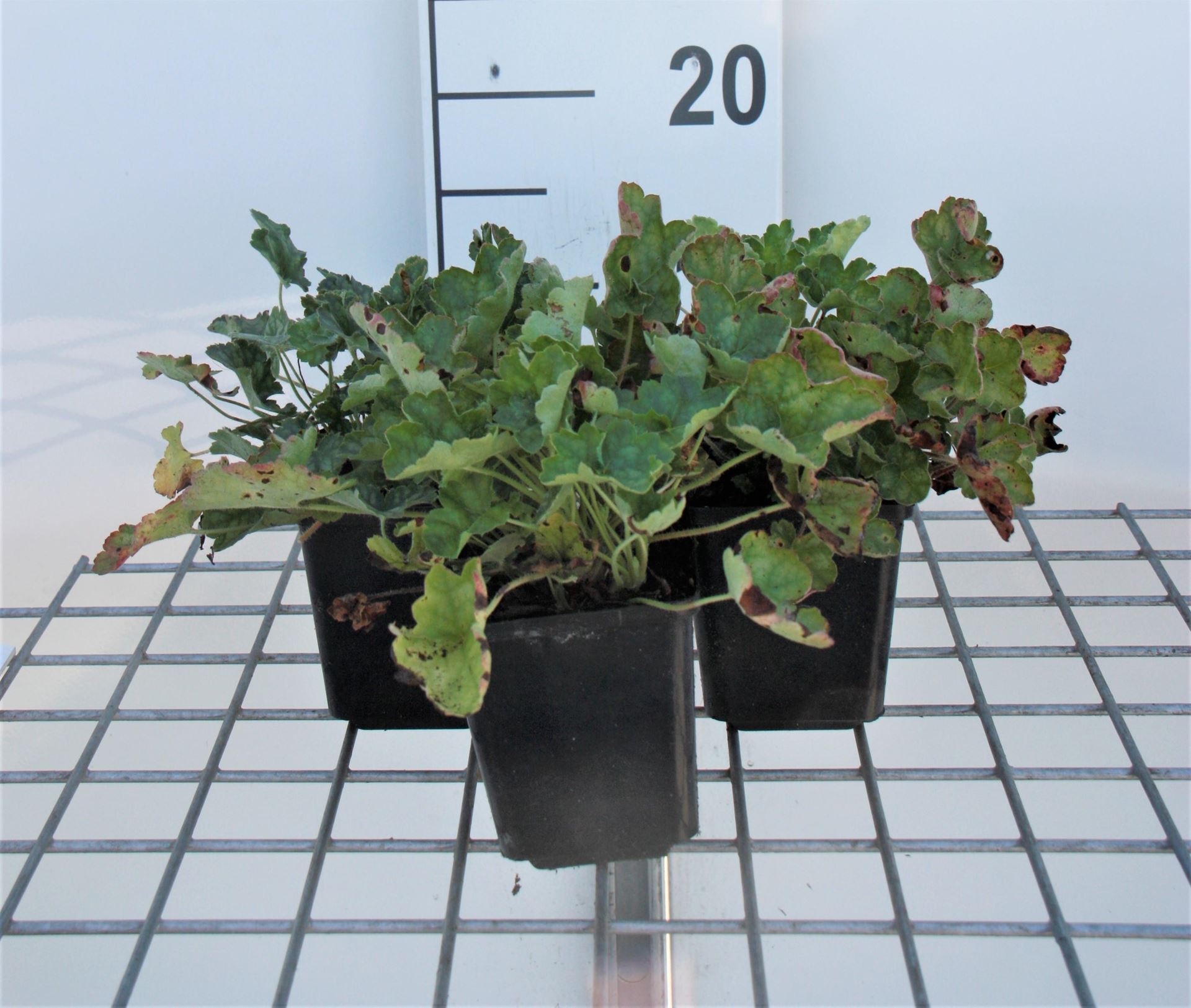 Heuchera sanguinea'Leuchtkäfer'- pot 9x9 cm afbeelding