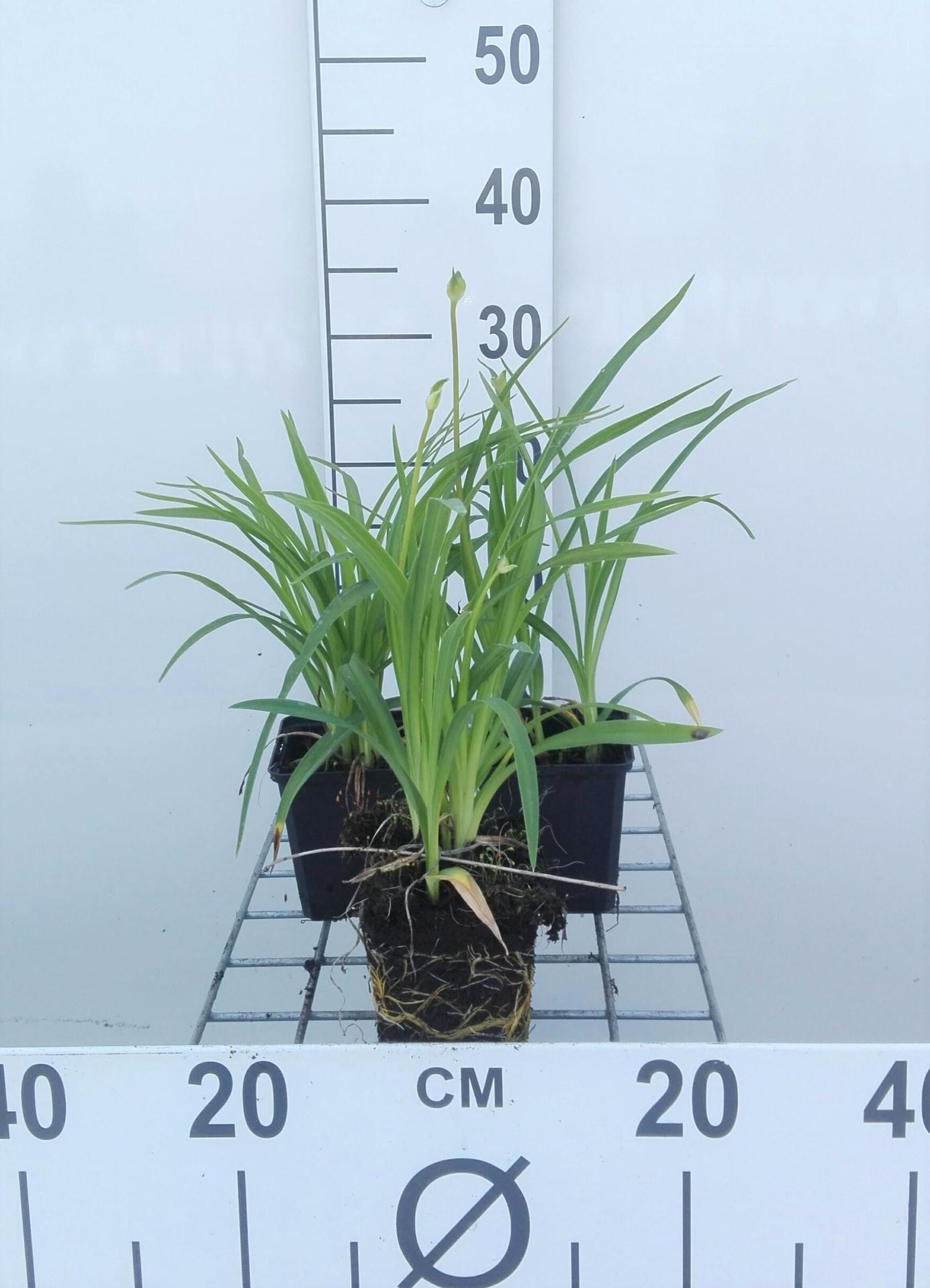 Hemerocallis'Stella de Oro'- pot 9x9 cm afbeelding