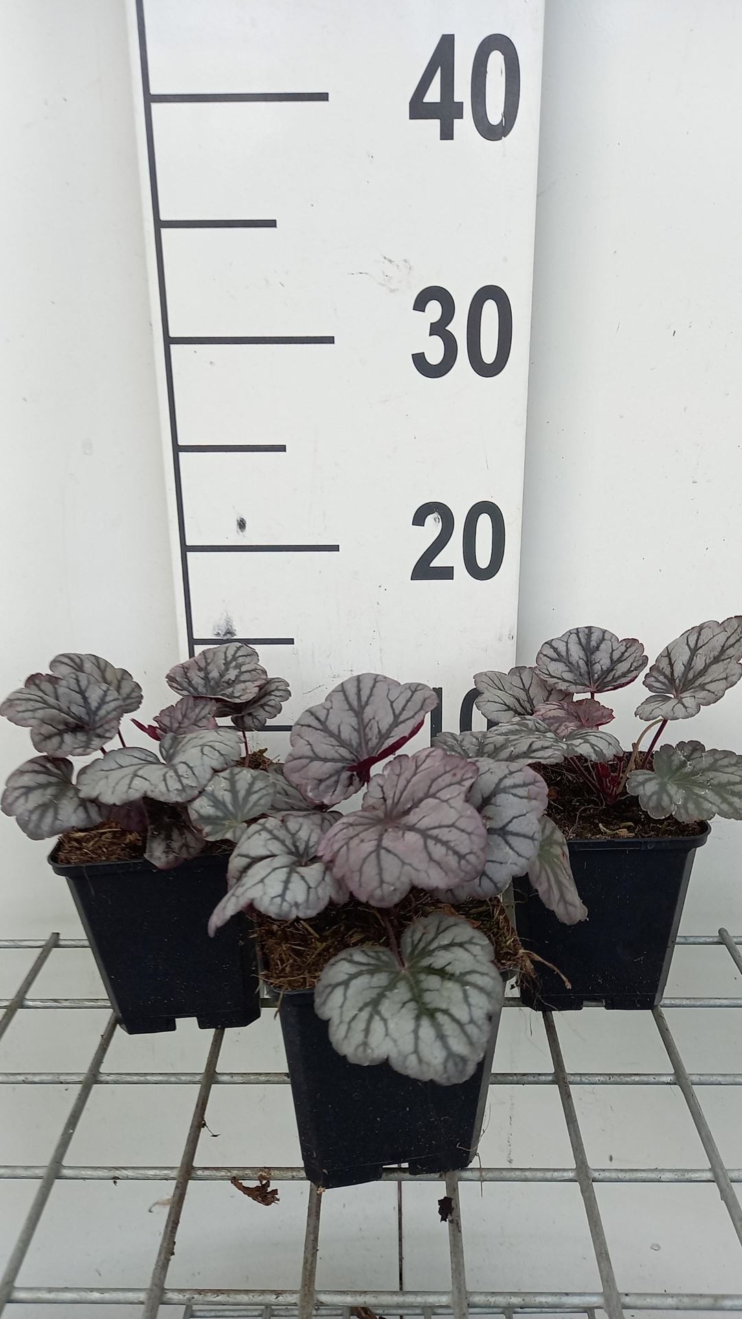 Heuchera'Sugar Plum'- pot 9x9 cm afbeelding