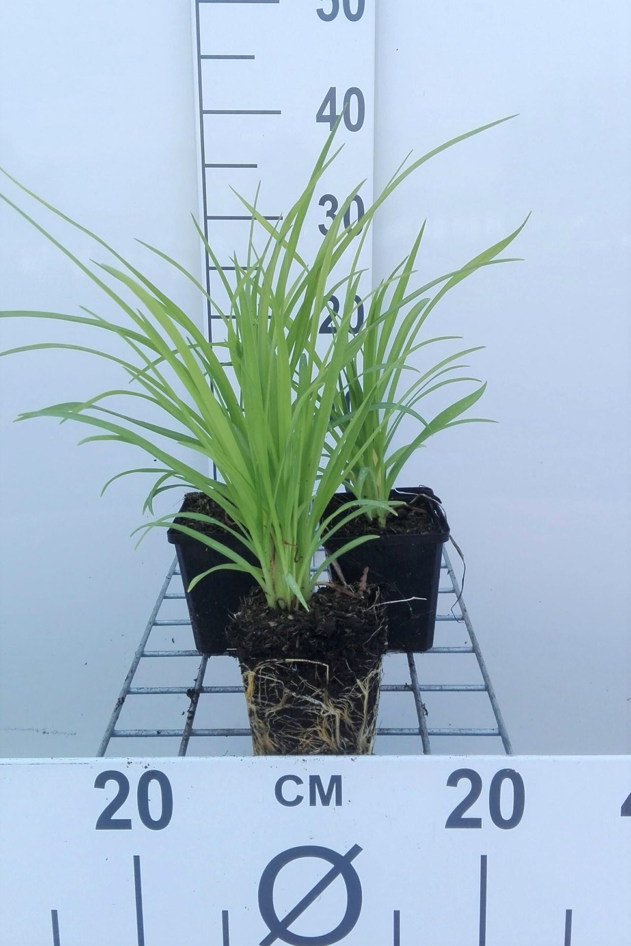 Hemerocallis'Sammy Russell'- pot 9x9 cm afbeelding