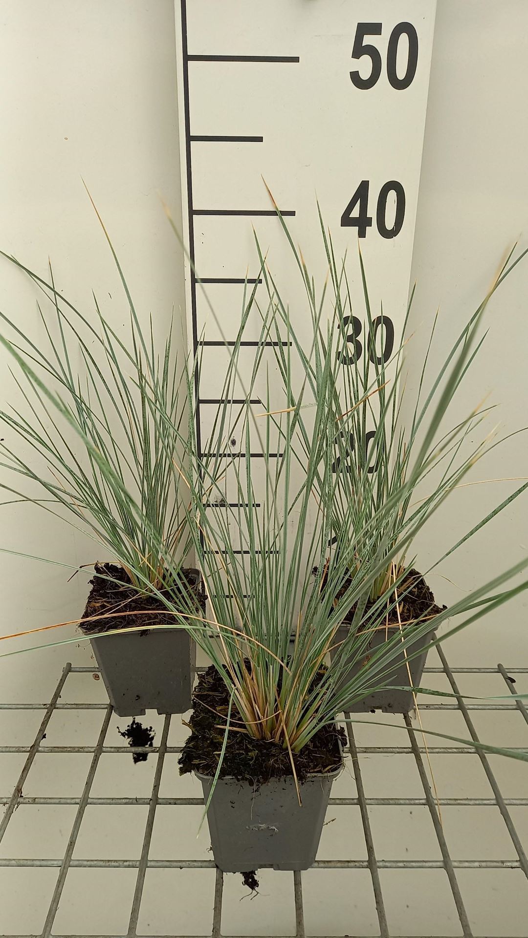 Helictotrichon sempervirens'Saphirsprudel'- pot 9x9 cm - afbeelding