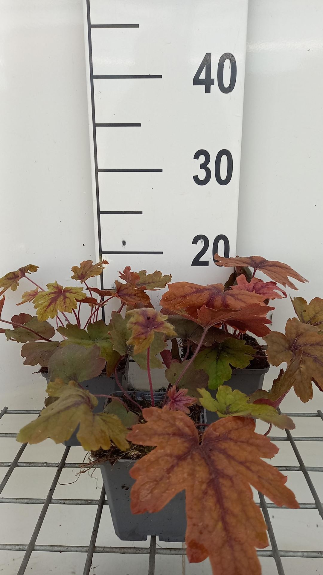 x Heucherella'Sweet Tea'- pot 9x9 cm afbeelding