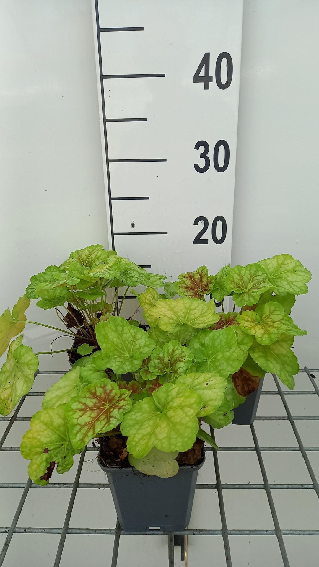 Heuchera'Tiramisu'- pot 9x9 cm afbeelding