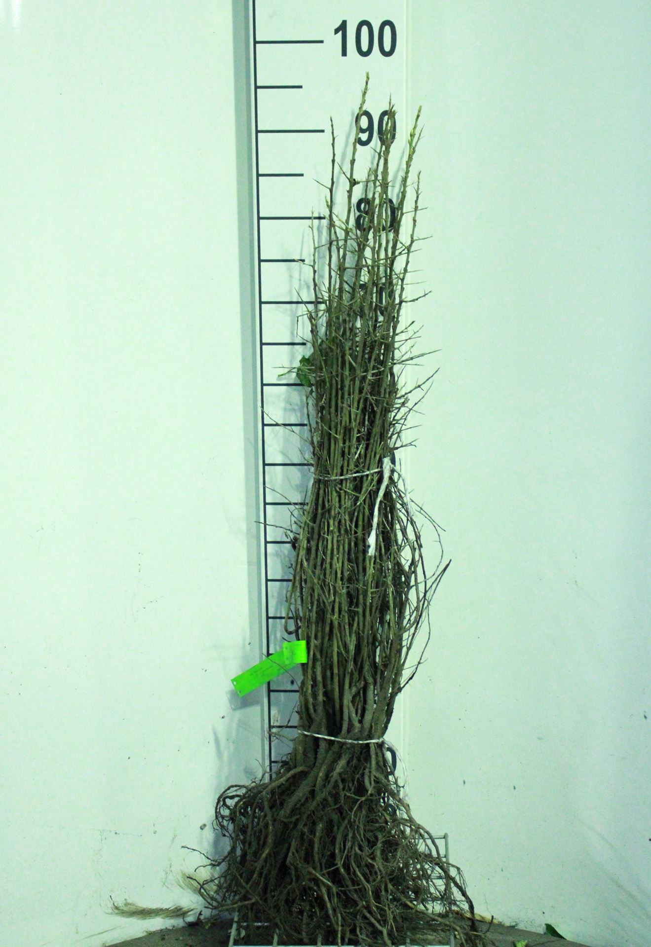 Hippophae rhamnoides - blote wortel - 60-90 cm afbeelding