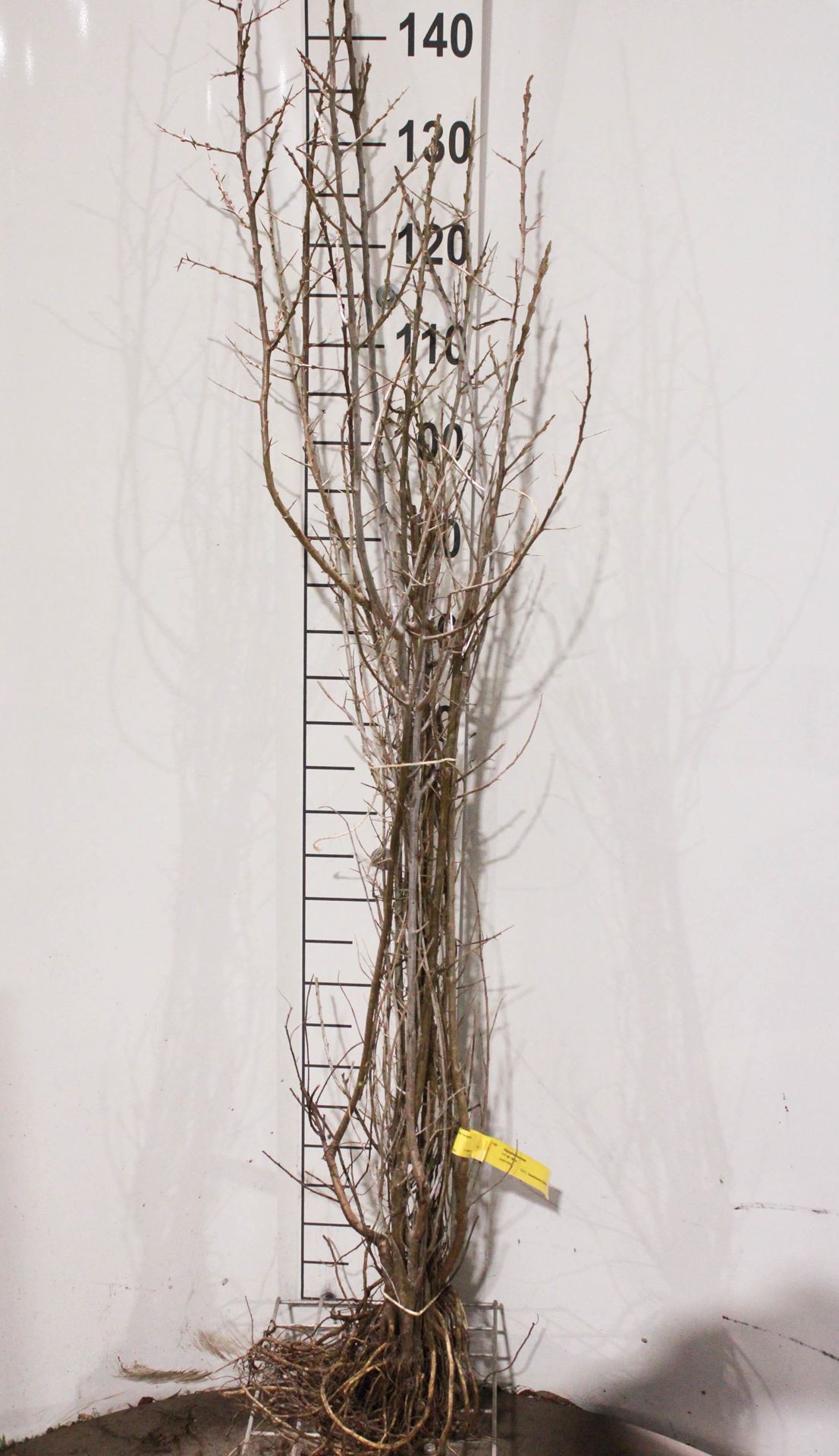 Hippophae rhamnoides - blote wortel - 40-60 cm afbeelding