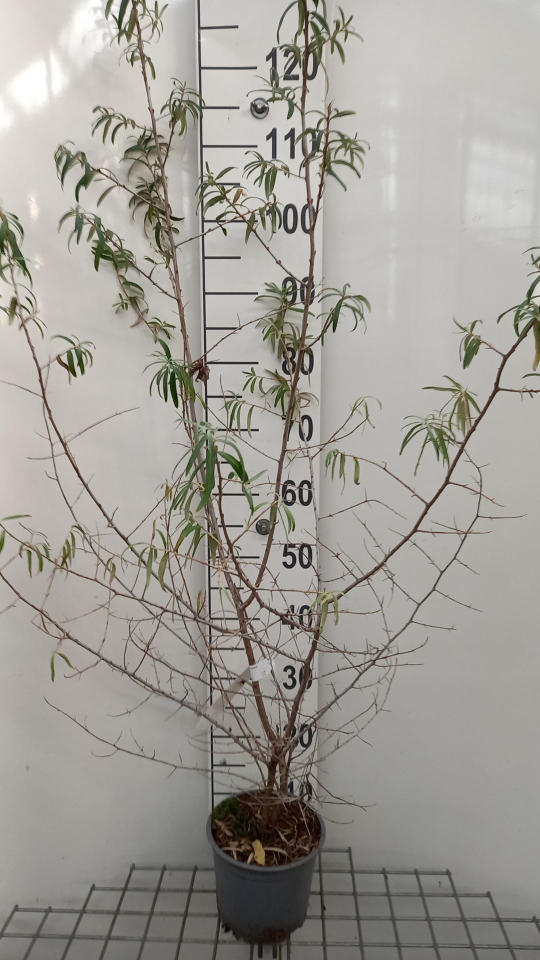 Hippophae rhamnoides - pot 2L - 50-60 cm afbeelding