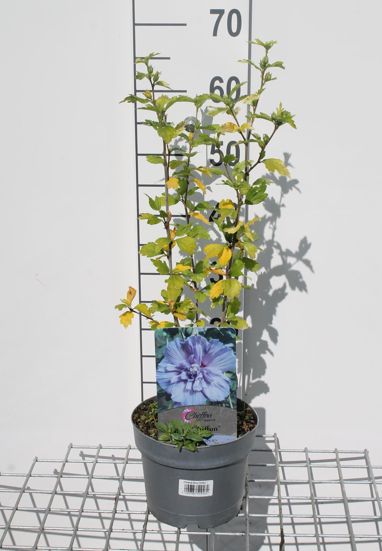 Hibiscus syriacus'Notwood3'(Blue Chiffon) - pot - 40-60 cm afbeelding