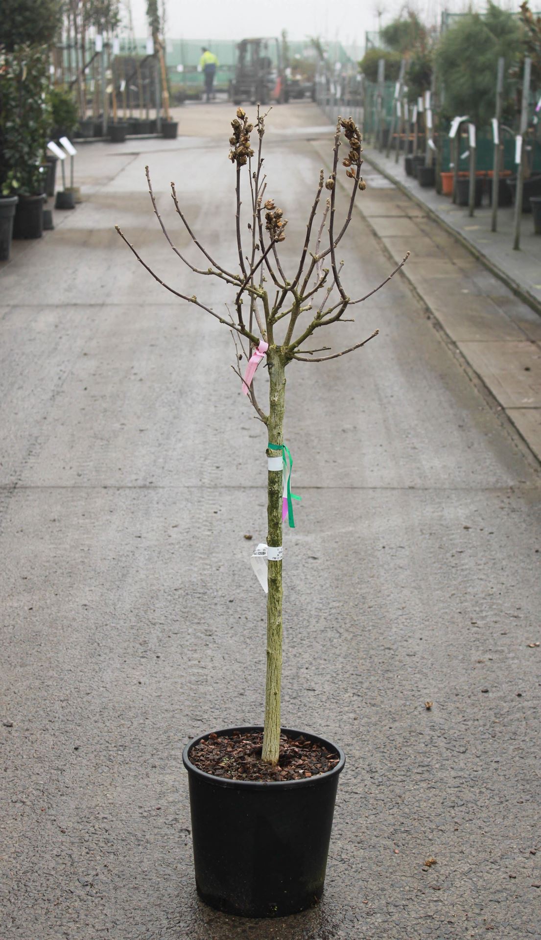 Hibiscus syriacus'Hamabo'- pot 15L - halfstam boom afbeelding