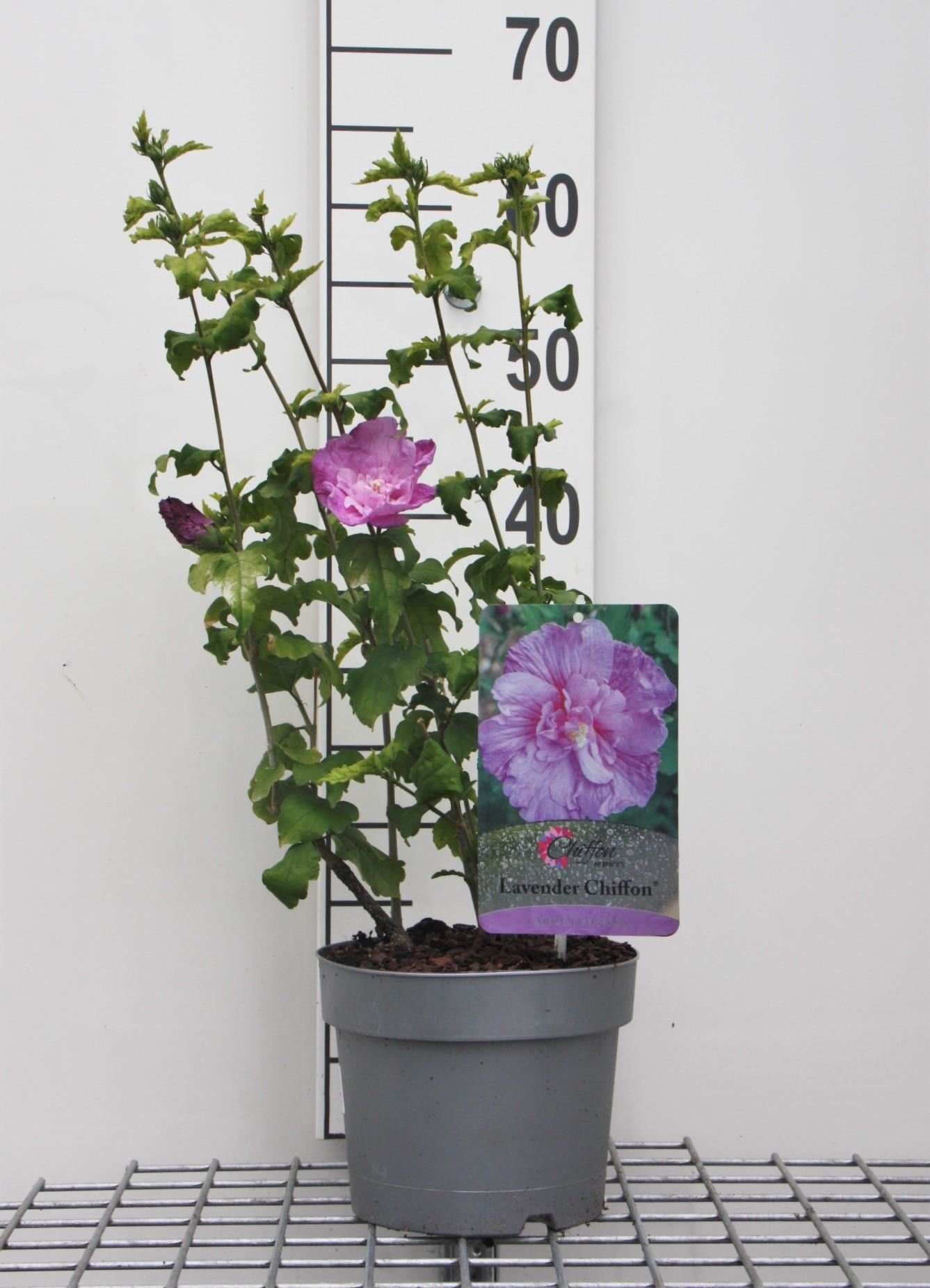 Hibiscus syriacus'Notwoodone'(Lavender Chiffon) - pot - 40-60 cm afbeelding