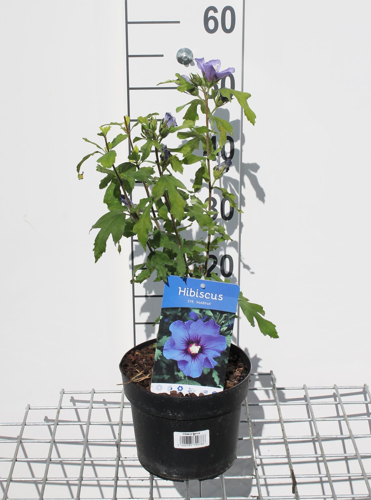 Hibiscus syriacus'Marina'- pot - 40-60 cm afbeelding