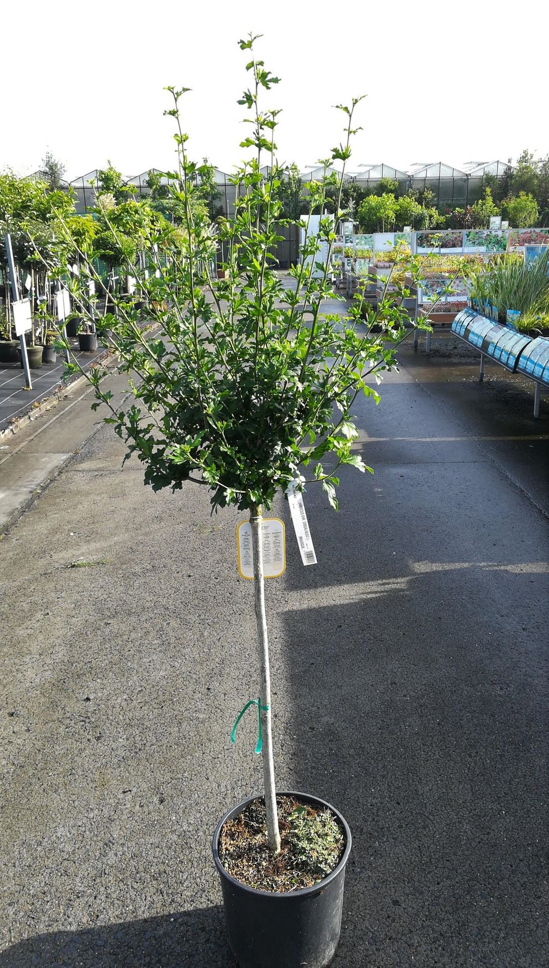 Hibiscus syriacus'Oiseau Bleu'- pot 15L - halfstam boom afbeelding