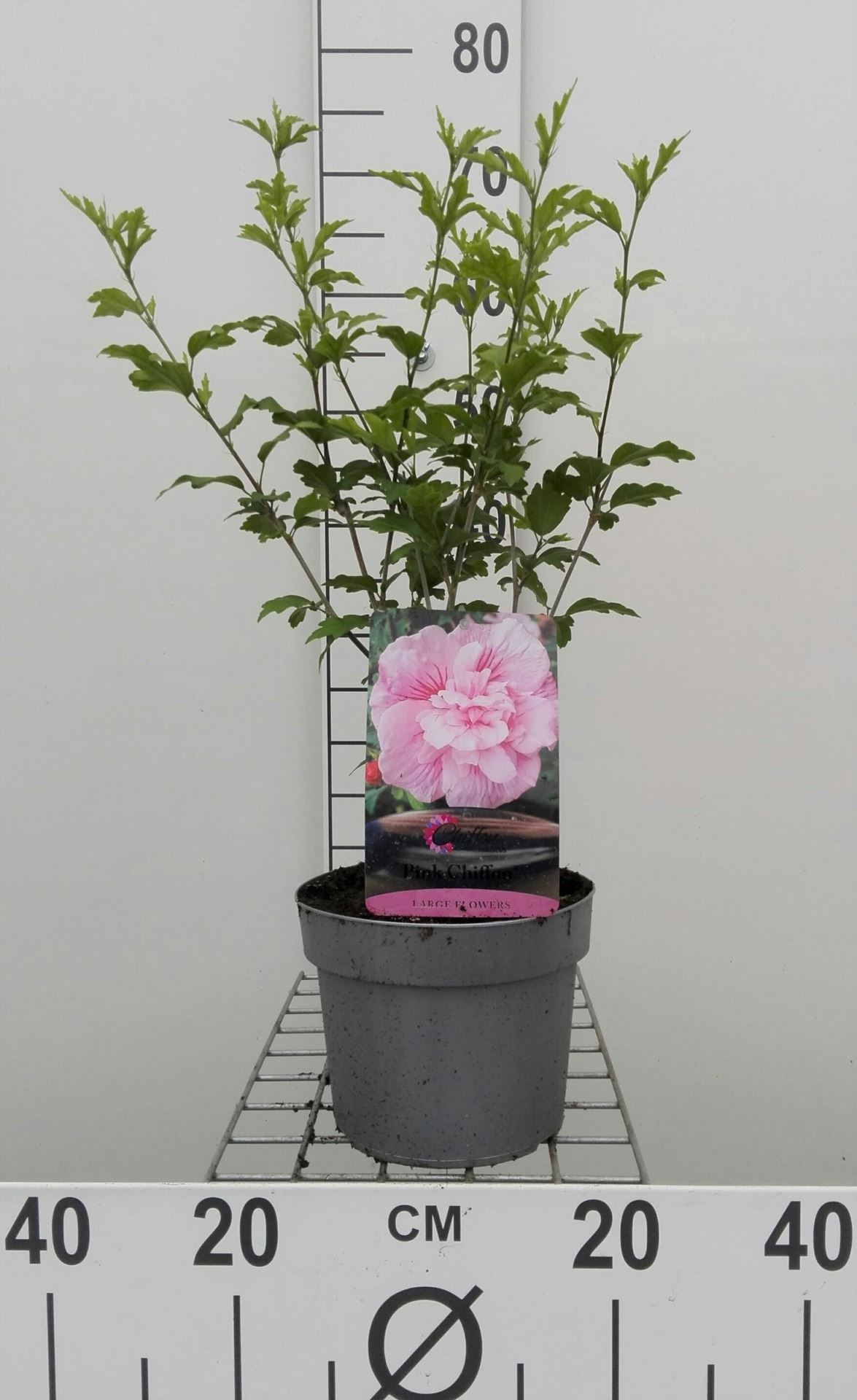 Hibiscus syriacus'Jwnwood4'(Pink Chiffon) - pot - 40-60 cm afbeelding