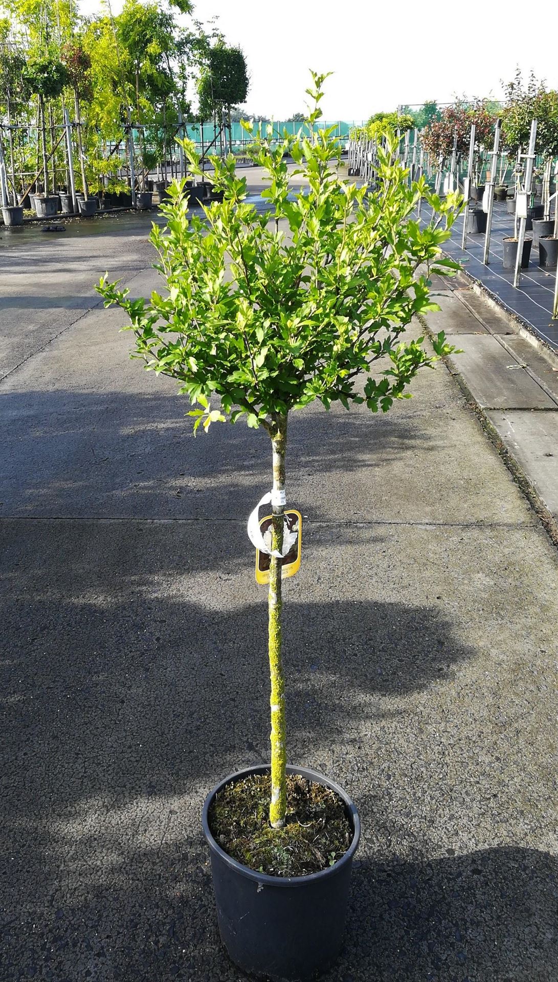 Hibiscus syriacus'Totus Albus'- pot 15L - halfstam boom afbeelding
