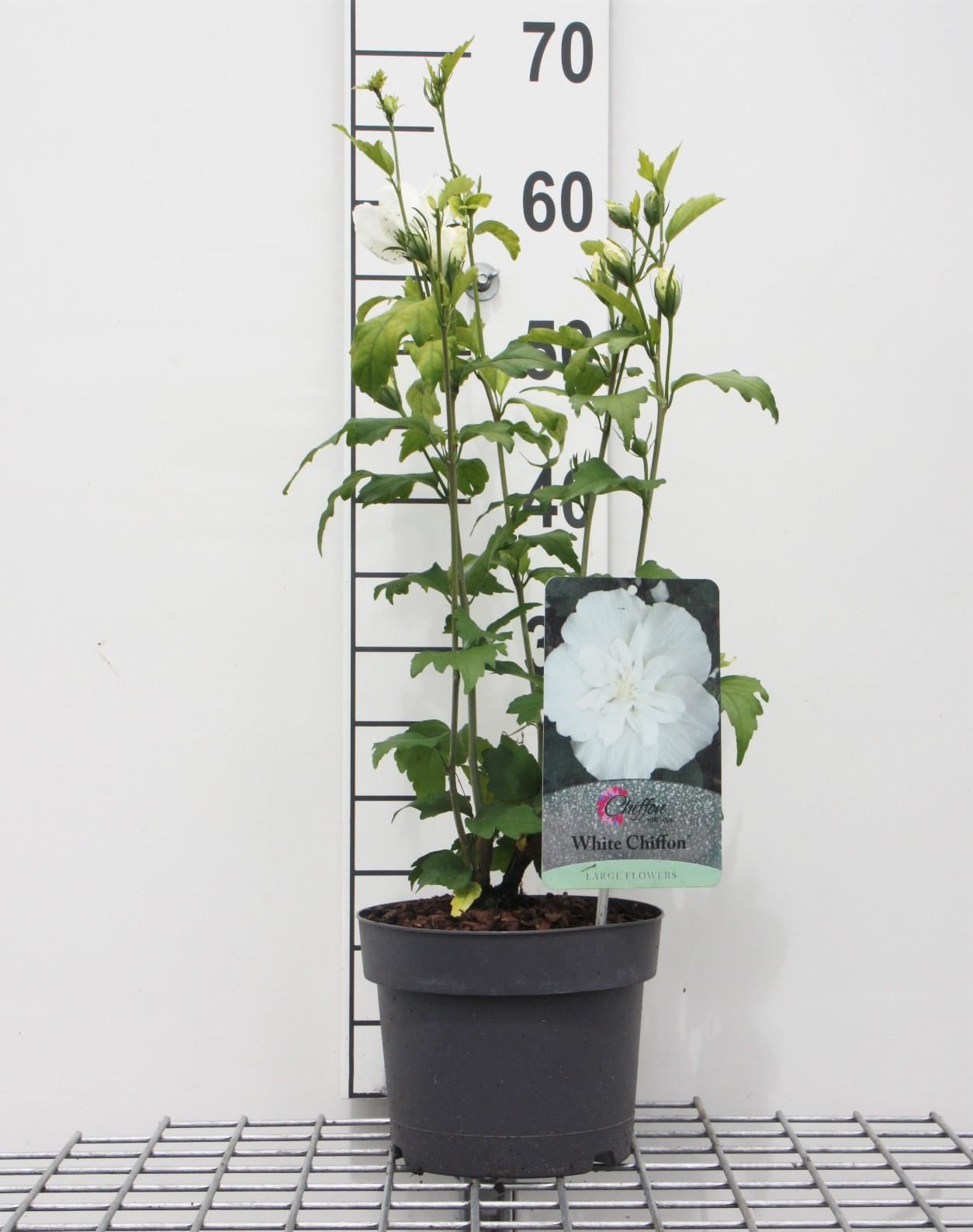 Hibiscus syriacus'Notwoodtwo'(White Chiffon) - pot - 40-60 cm afbeelding
