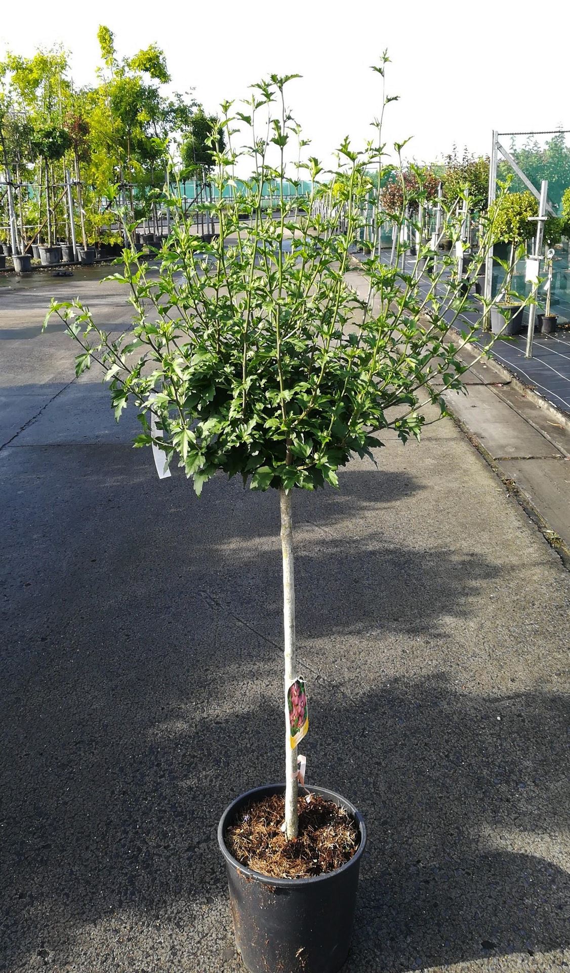 Hibiscus syriacus'Woodbridge'- pot 15L - halfstam boom afbeelding