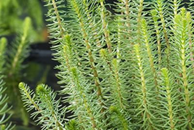 Hippuris vulgaris - pot 9x9 cm - Lidsteng afbeelding