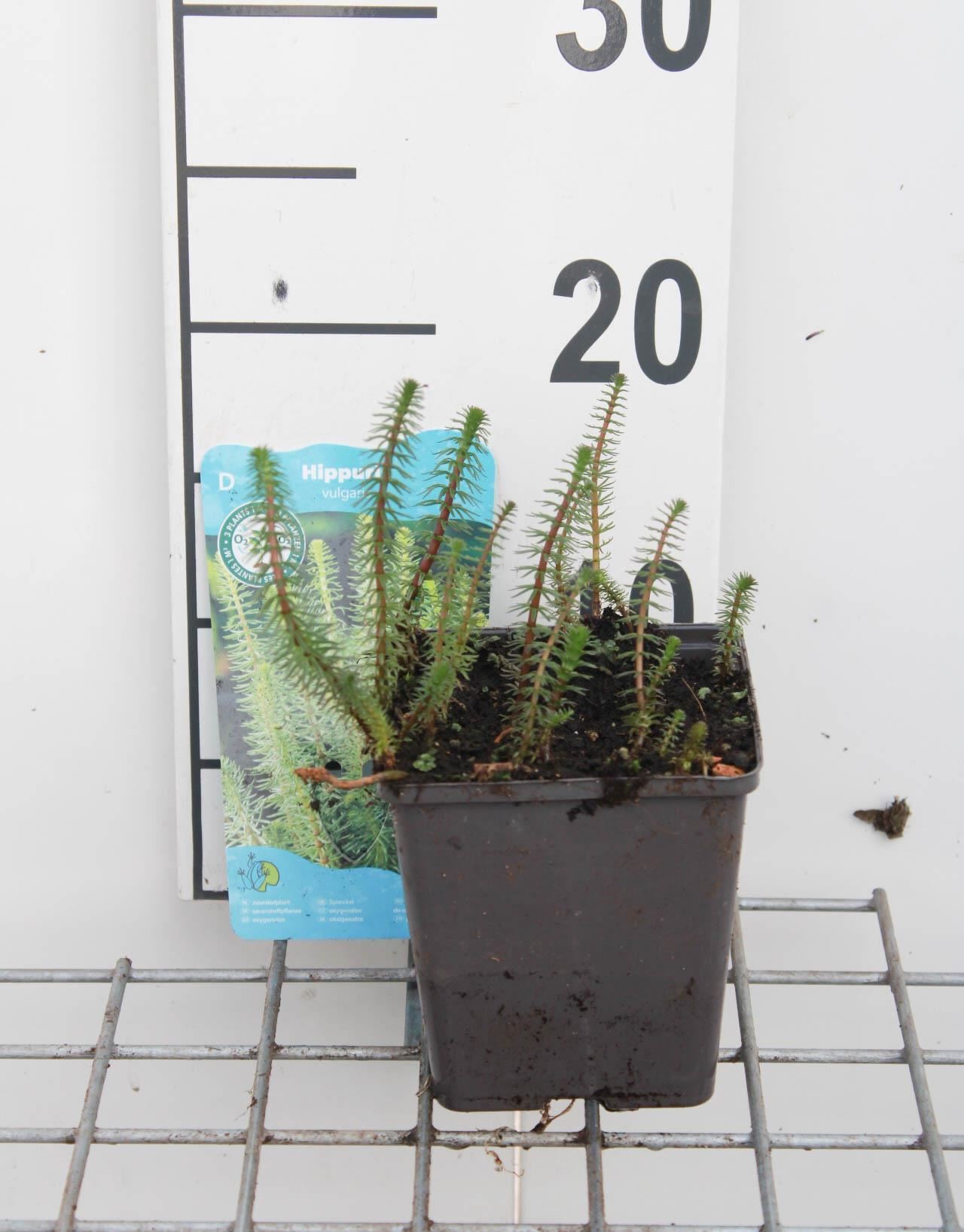 Hippuris vulgaris - pot 11x11 cm afbeelding