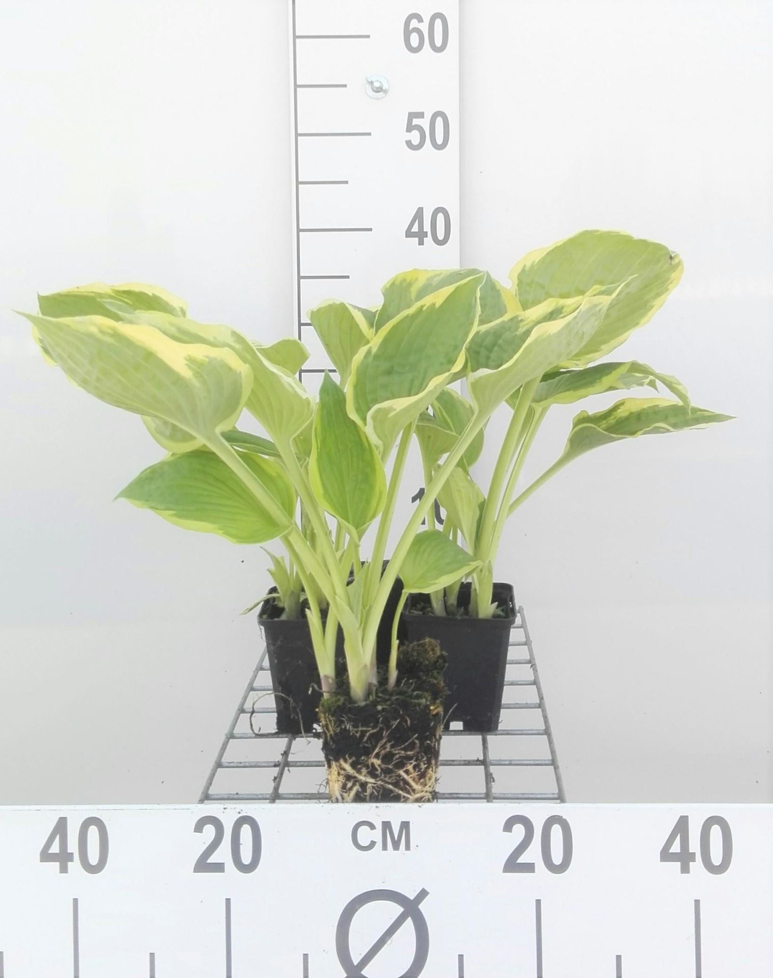 Hosta'Aureomarginata'- pot 9x9 cm afbeelding