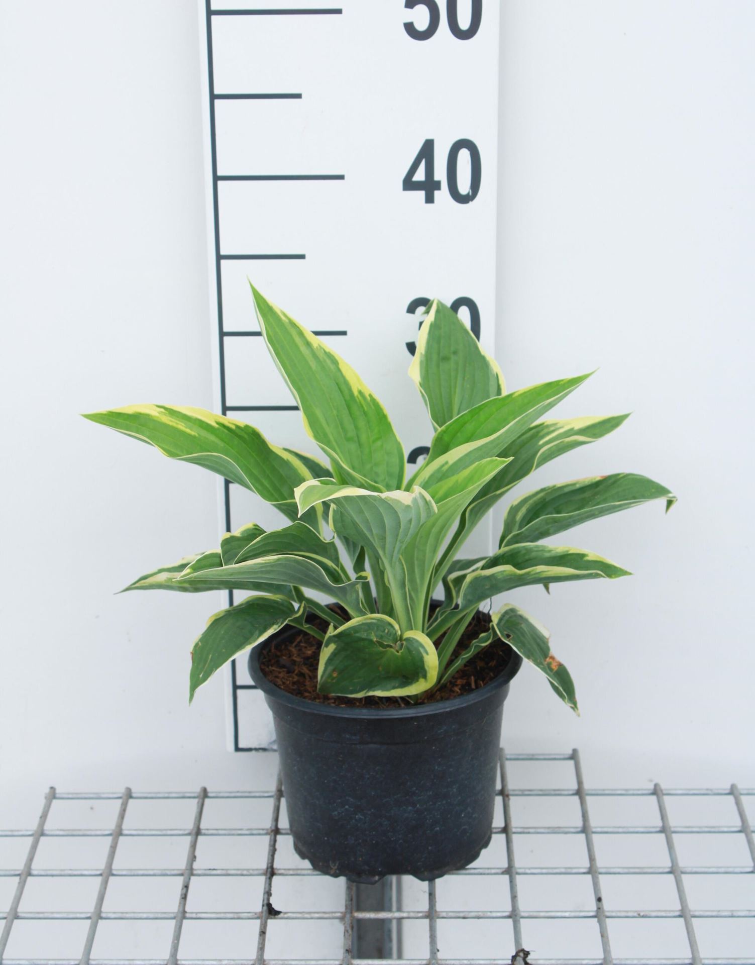 Hosta'Fortunei Aureomarginata'- pot 3L afbeelding