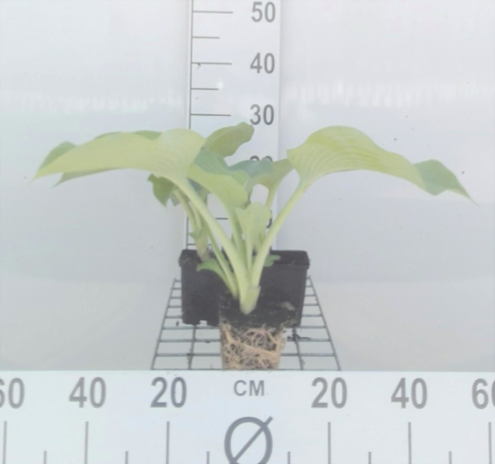 Hosta'Blue Angel'- pot 9x9 cm afbeelding