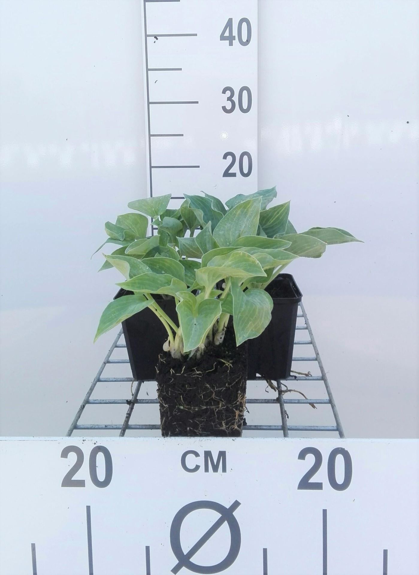 Hosta'Blue Cadet'- pot 9x9 cm - Hartlelie afbeelding