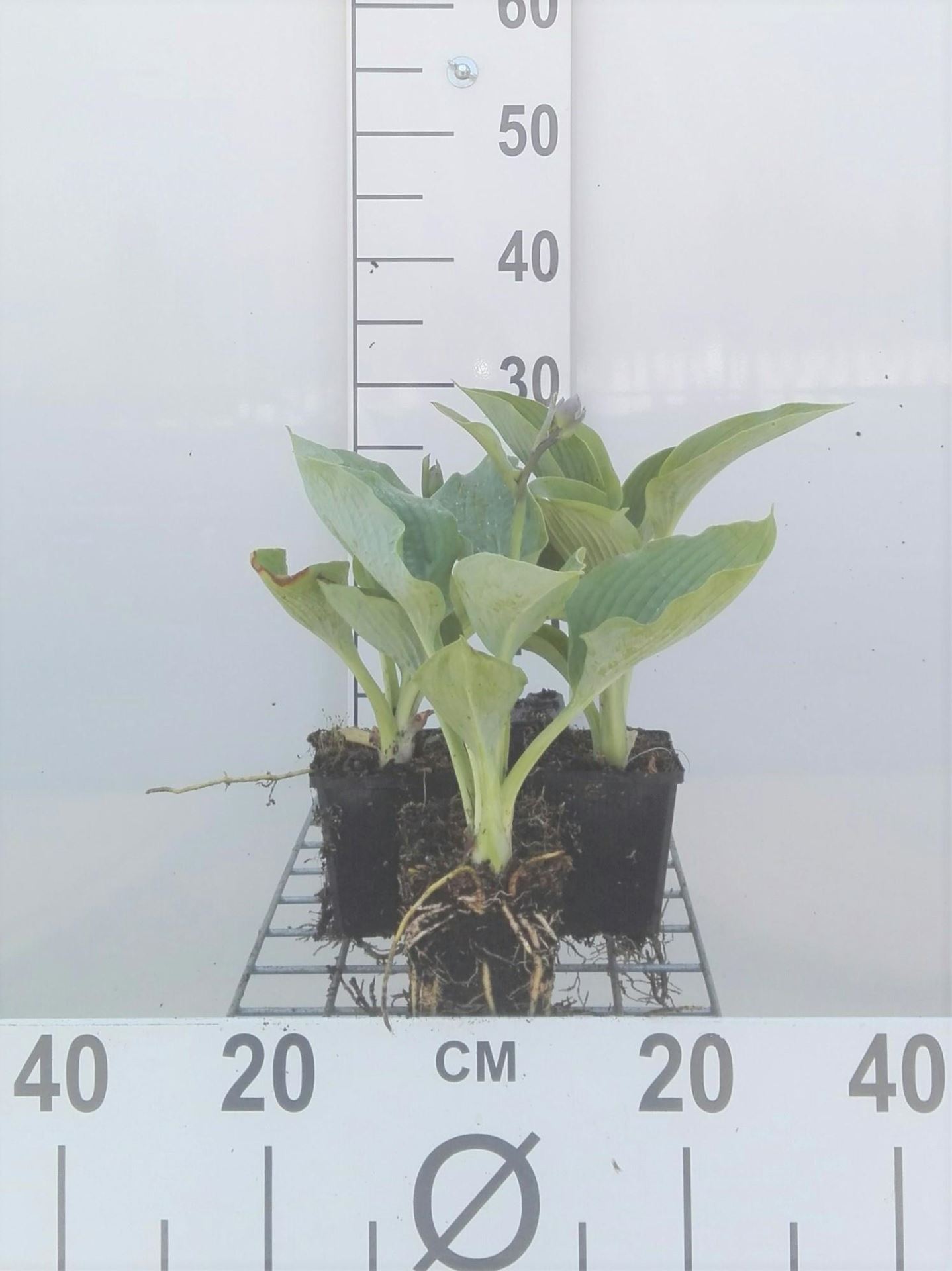 Hosta'Big Daddy'- pot 9x9 cm - Hartlelie/Funkia afbeelding