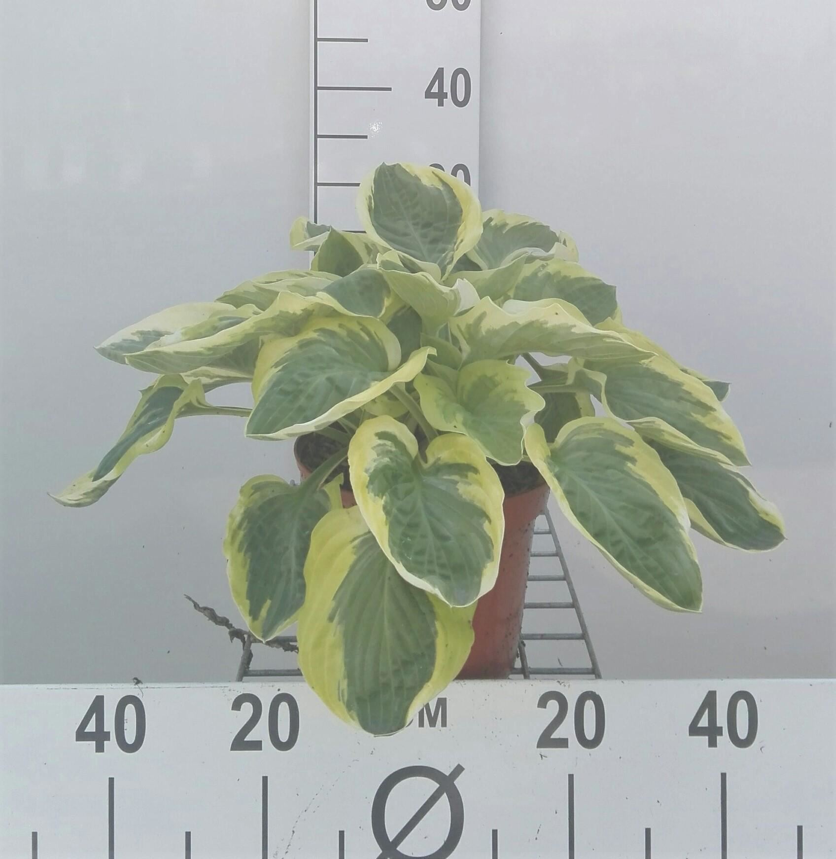 Hosta'Carnival'- pot 3L - afbeelding