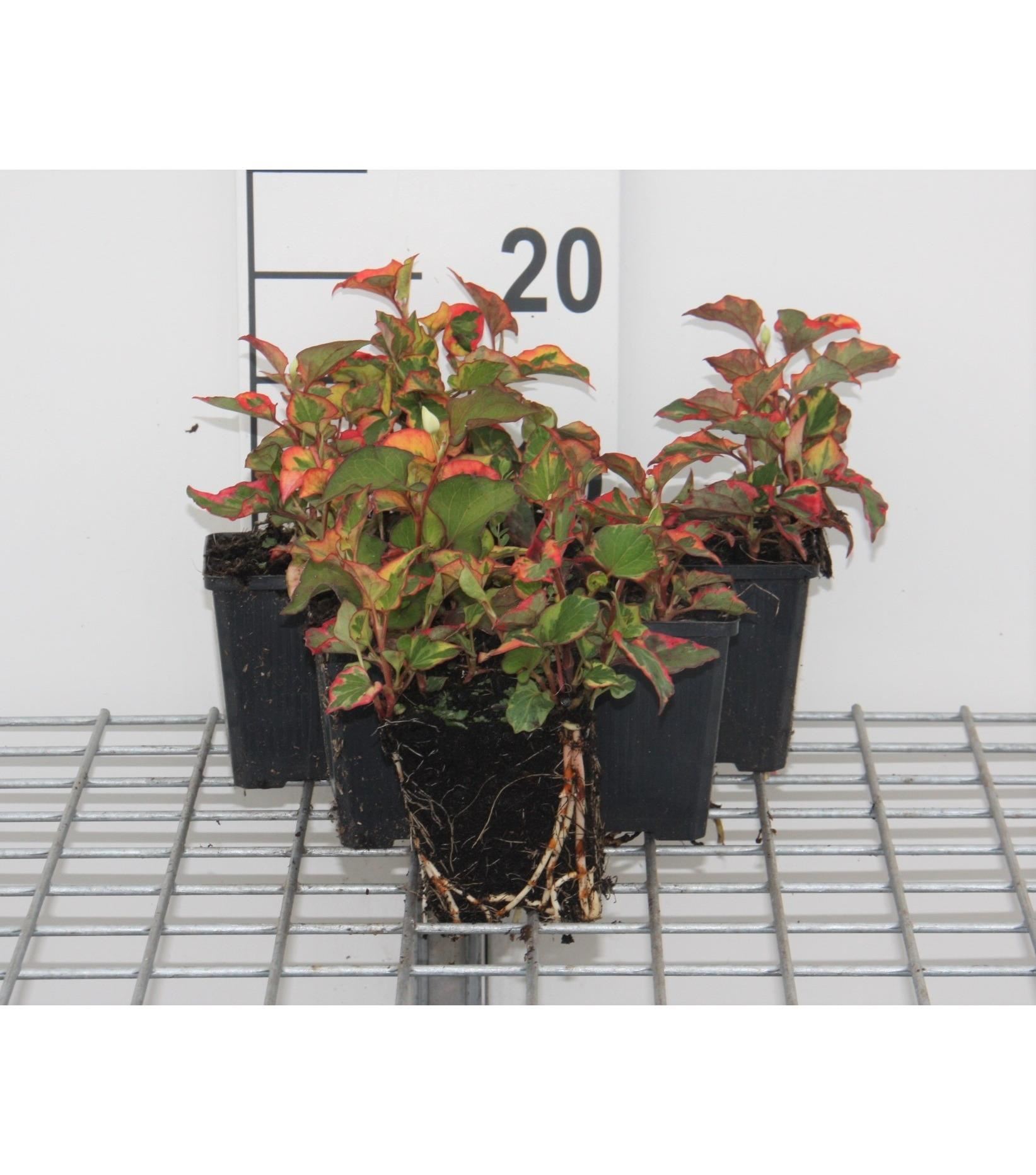 Houttuynia cordata'Chameleon'- pot 9x9 cm - Moerasanemoon afbeelding